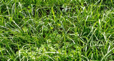 Tall Fescue Pasture Symbiosis Agriculture