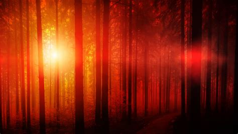 Discover More Than 153 Sunset Forest Wallpaper 4k Super Hot Vn