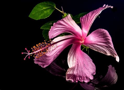 Free Photo Hibiscus Blossom Bloom Flower Free Image On Pixabay