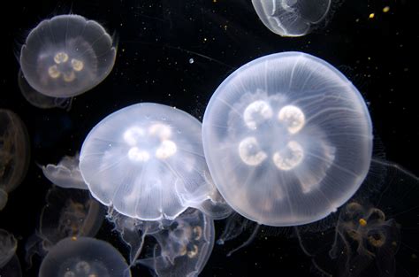 Free Images Underwater Peaceful Jellyfish Invertebrate Aquarium