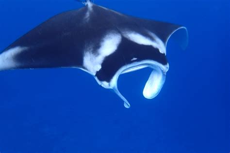 マンタについて 石垣島でダイビング・スキューバダイビングのライセンス取得なら南ぬ島 Dive Site