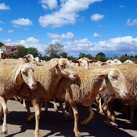 Rebaño De Ovejas Flock Of Sheep Ovejas Instagram Foto