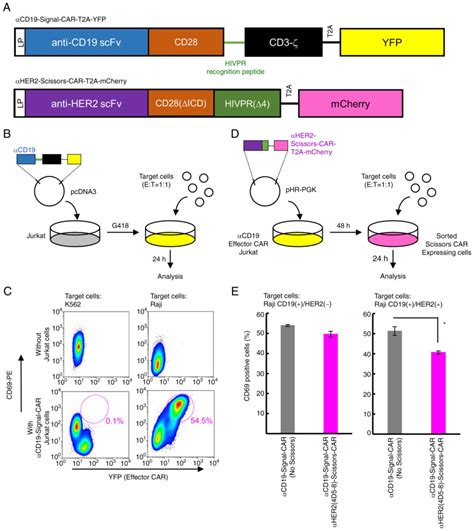 A Novel Chimeric Antigen Receptor CAR System Using An Exogenous