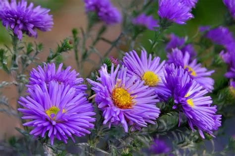 Aster Perennial Blue Blooms In The Garden Stock Photo Image Of