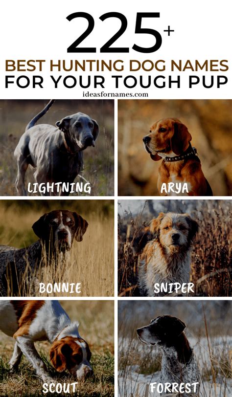 225 Best Hunting Dog Names Perfect For Your Tough Pup In