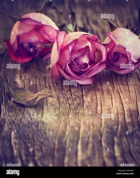 Dry Pink Roses On Wooden Background Stock Photo Alamy
