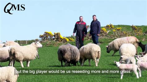 Highland Sheep Host Farm Youtube