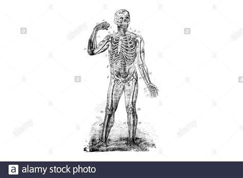 Human Skeleton Vintage Engraved Illustration 1889 Stock Photo Alamy