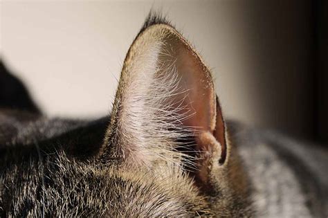 Cara Lengkap Membersihkan Telinga Kucing Blog Sukapets