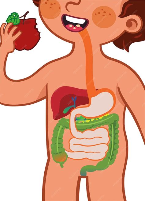 Ilustración Vectorial Que Muestra El Sistema Digestivo De Un Niño