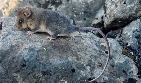 Conservation Mountain Pygmy Possum Project Nsw National Parks