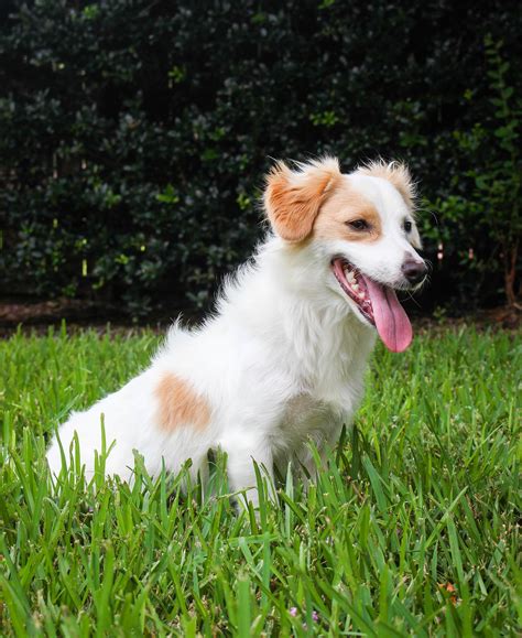 Join millions of people using oodle to find puppies for adoption, dog and puppy listings, and other pets adoption. Dachshund Rescue Houston Area