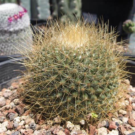 Highest paying cities near san francisco bay area, ca for registered nurses. Mammillaria rhodantha ssp. pringlei - Cactus Jungle