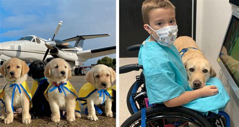 Pilots Volunteer To Help Transport Service Dogs To People With