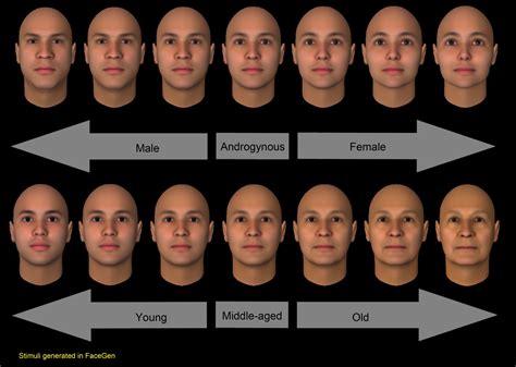 Wahrnehmung Unterschiedliche Sehfelder Machen Gesichter Weiblicher