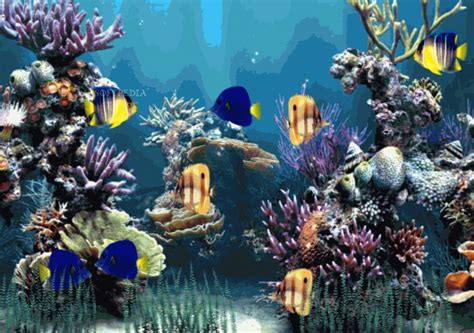 Moving Aquarium Backgrounds For Computer Carrotapp