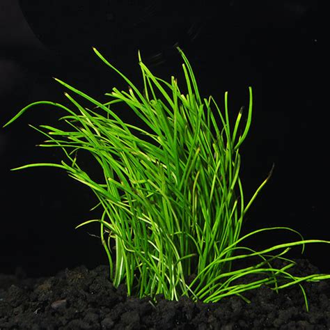Aquatic Plants For Freshwater Aquariums Micro Sword Aquatic Plant