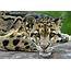 Clouded Leopard Cute Images 2013  Funny And Animals