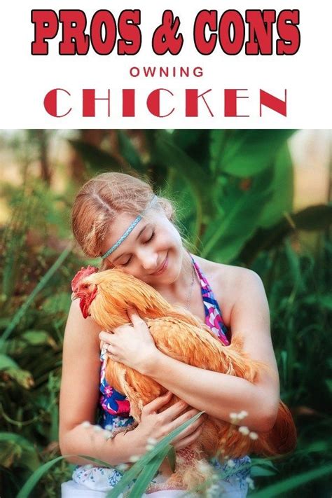 What Are The Pros And Cons Of Owning Chicken Chickens Backyard