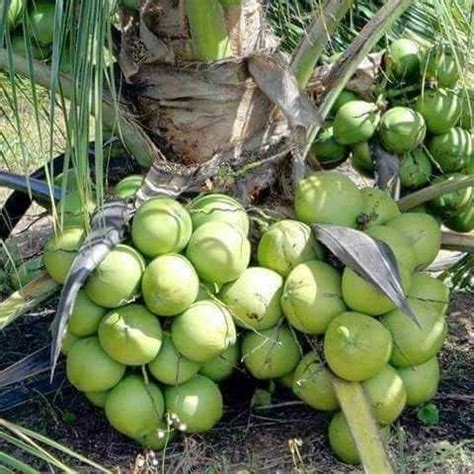 Berikut ulasan mengenai harga kelapa.tahukah anda bahwa pohon kelapa bisa dimanfaatkan dari bagian akar hingga bagian daun sekalipun. Tanaman Kelapa Pandan Wangi | SamudraBibit.com