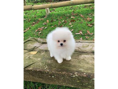 5 Teacupsregular Pomeranian Puppies Available Now Los Angeles