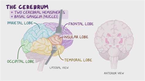Parietal Lobe What Is It Location Function And More Osmosis