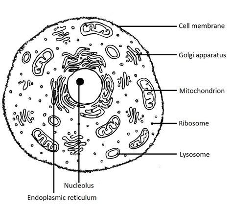 Remember to share plant animal cell coloring pages with twitter or other social media, if you attention with this wall picture. Biologycorner.com Animal Cell Coloring Answer Key / Free Animal Cell Cliparts Download Free Clip ...
