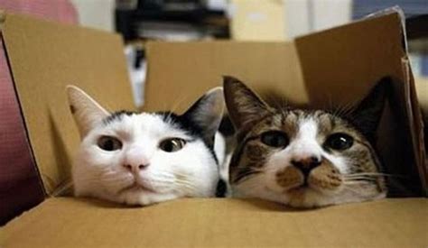 15 Cute Cats In Boxes Amazing Creatures