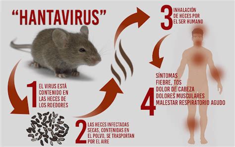 A Case Of Hantavirus Has Been Reported In China Heres Why You Shouldn