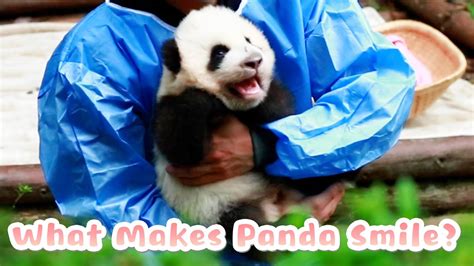 Being With Nanny Makes Panda Happy Ipanda Youtube