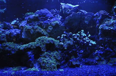 Hd Wallpaper Close Up Photo Of Coral Reefs Sea Blue Water Aquarium