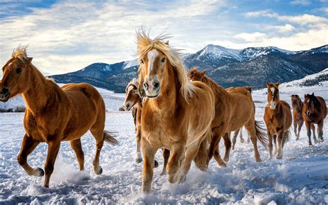 3840x2400 Horses Snow Running 4k 4k Hd 4k Wallpapersimages