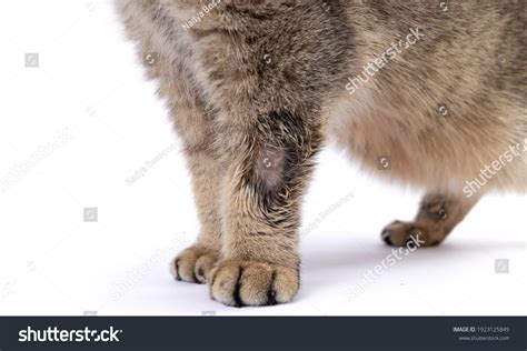 Cat Paw Out Images Stock Photos Vectors Shutterstock