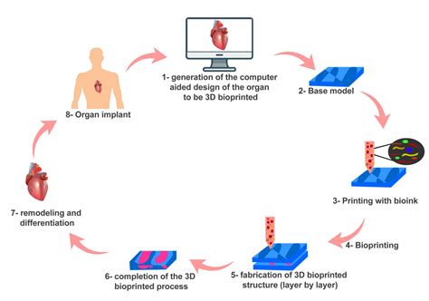 What Is Bioprinting Science Abc