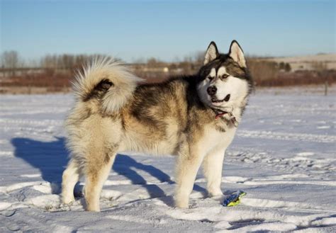 Browse 3 alaskan malamute puppies for sale. Giant Alaskan Malamute Dog Breed Information and Photos