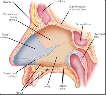 The nasal cavity is connected with a number of structures. ENT World- Diseases Of The Ear, Nose and Throat: Nasal ...