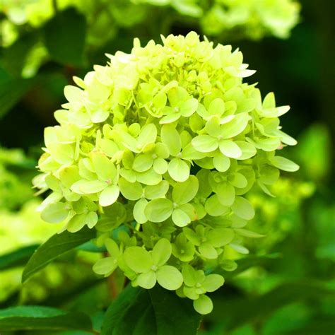 Lorene J Franklin Hydrangea Green Flowers For Sale How To Grow