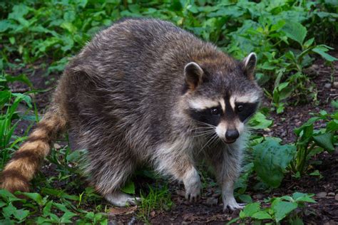Raccoons In Your Intestinal Garden Many Factors Wreak Havoc On Your