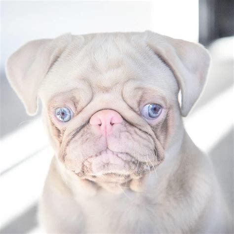 Meet One Of The Rarest Dogs In The World A Pink Pug Named Milkshake