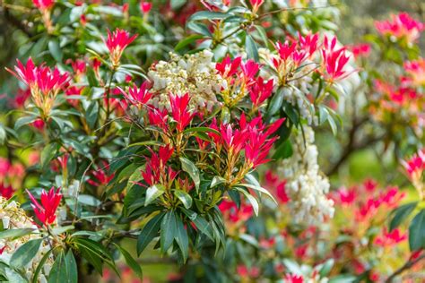 Pieris Japonica Care And Uk Growing Tips Upgardener