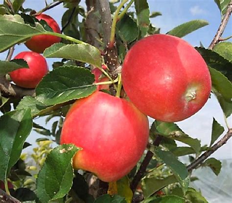 Good trees bear good fruit. Hot new varieties for hot climates | Good Fruit Grower