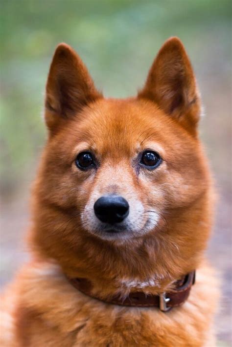 Finnish Spitz Dog Breed Information And Pictures Petguide Petguide