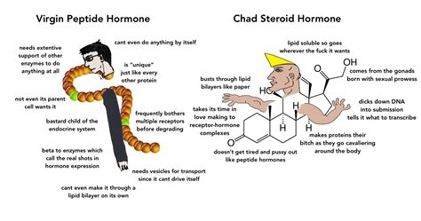 peptide vs steroid hormones steroid hormone hormones endocrine system