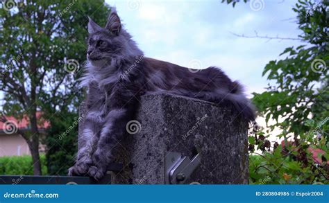 Gatekeeper Cat At The Entrance Stock Footage Video Of Summer Fluffy
