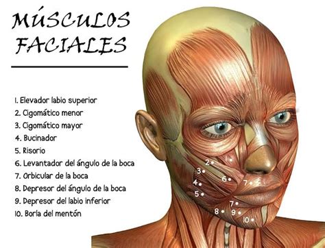 Entubat MÚsculos Faciales Facial Anatomy Medical Anatomy Muscle