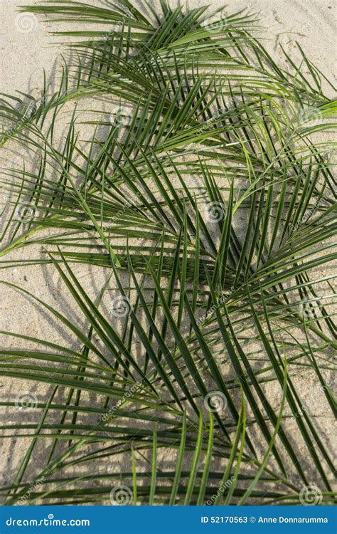 Palms On Sand For Palm Sunday Stock Image Image Of Pygmy Palms 52170563