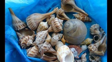 There are many intimate locations for bonding in sanibel island, such as blind pass beach, a quiet beach for shelling and fishing, and the sanibel. Let's go shelling! Shelling on Sanibel island at low tide ...