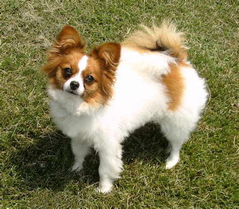 Beautiful black and white papillon puppy. Cute Dogs: Papillon dog