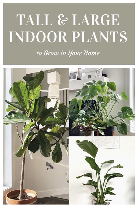 Tall Indoor Plants 7 Best Large Houseplants To Grow In Your Home My
