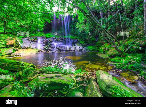 Tropical Rainforest Waterfalls With Flowers